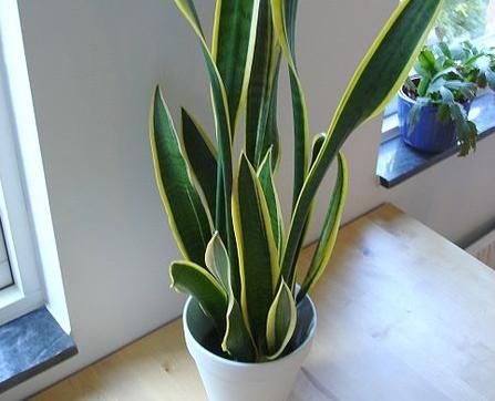 Planta sarpe, foarte usor de intretinut